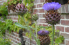 Cynara cardunculus - Kardoen